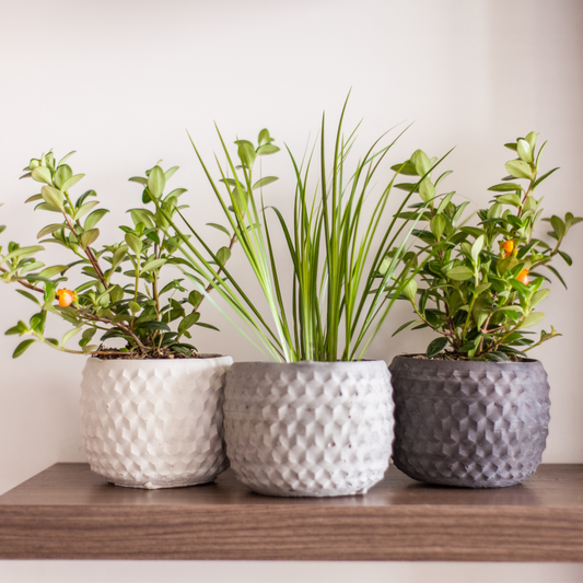 Matera Victoria mini